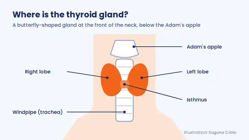 Diagram showing the butterfly-shaped thyroid gland at the front of the neck with right lobe, left lobe, isthmus, windpipe and Adam's apple labelled